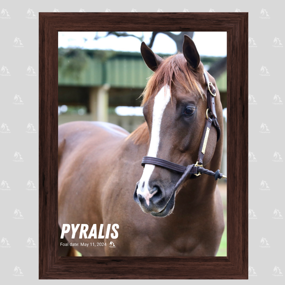 Pyralis Portrait Photo