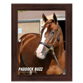 Load image into Gallery viewer, Paddock Buzz Portrait Photo
