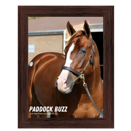 Paddock Buzz Portrait Photo