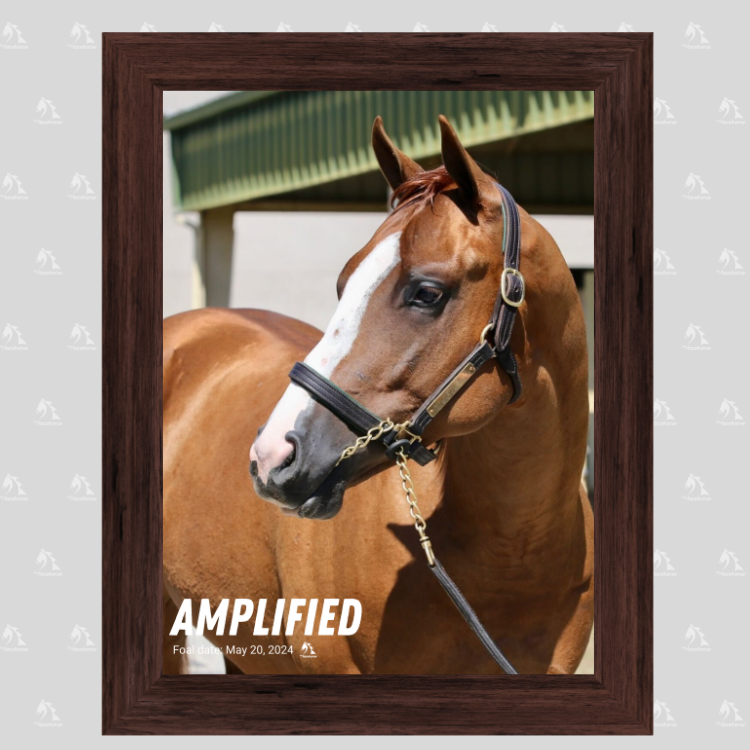 Amplified Portrait Photo