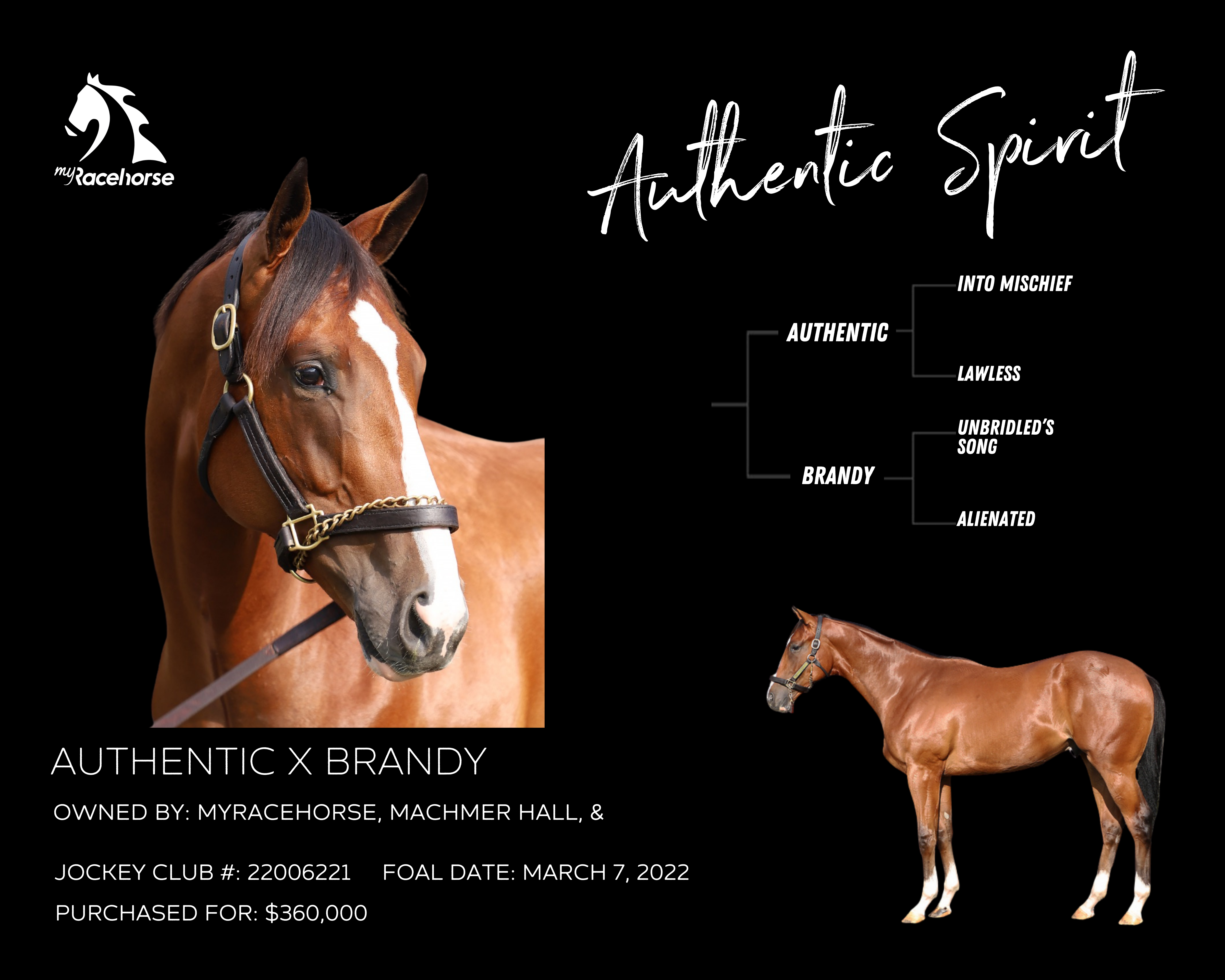 Authentic Spirit Owner Photo MyRacehorse Shop