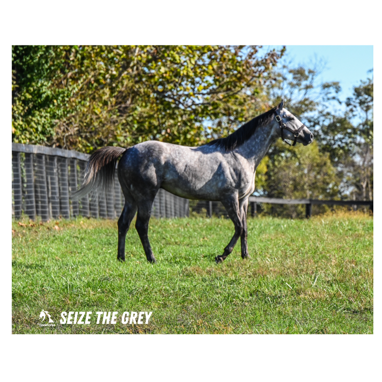 Seize the Grey Candid #2 Photo