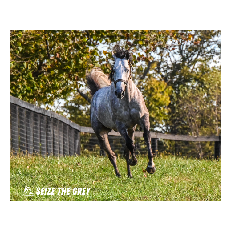 Seize the Grey Candid Photo