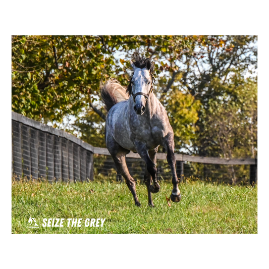 Seize the Grey Candid Photo