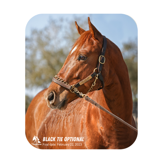 Black Tie Optional Mouse Pad