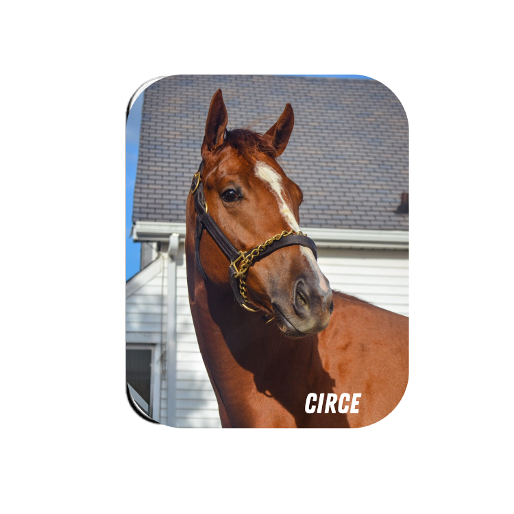Circe Rectangular Magnet