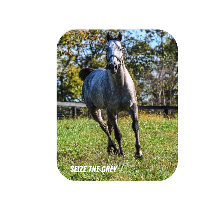 Seize the Grey  - Rectangular Magnet