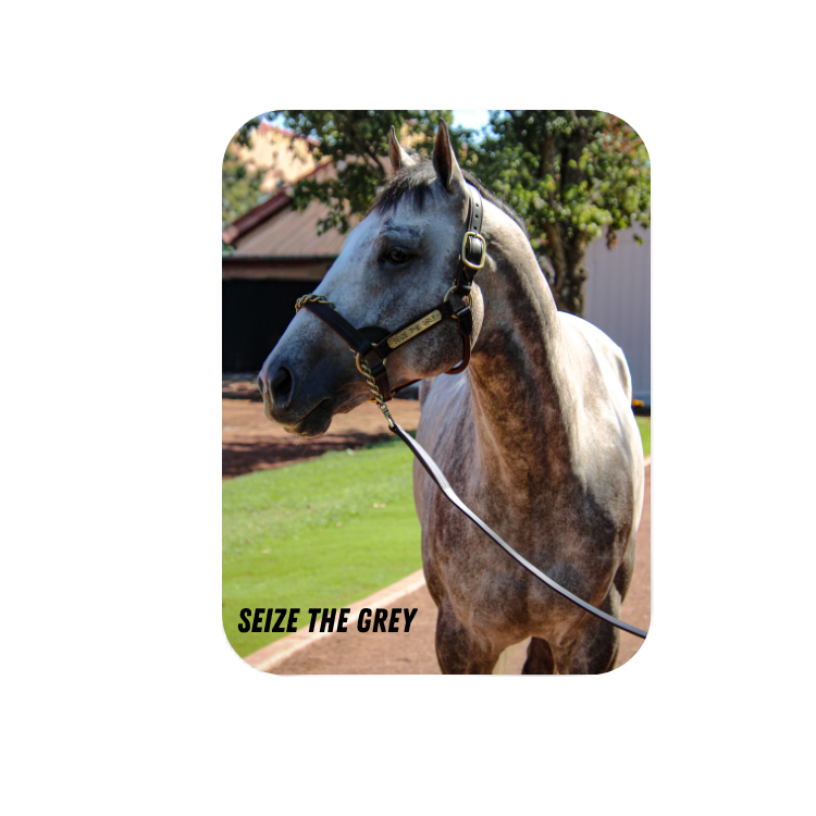 Seize the Grey  - Rectangular Magnet
