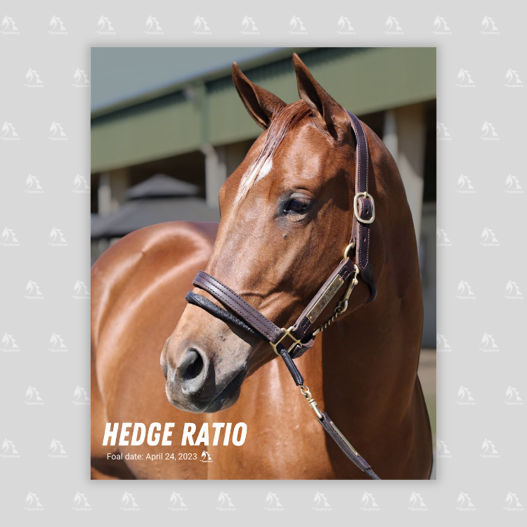 Hedge Ratio Portrait Photo