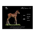 Load image into Gallery viewer, Vekoma X Littlest Warrior '26 - Breeder's Photo
