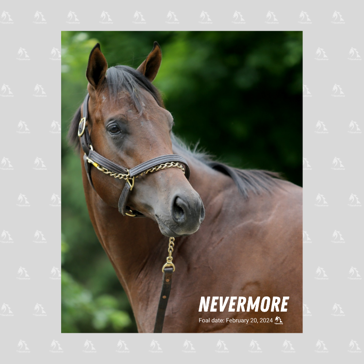 Nevermore Portrait Photo