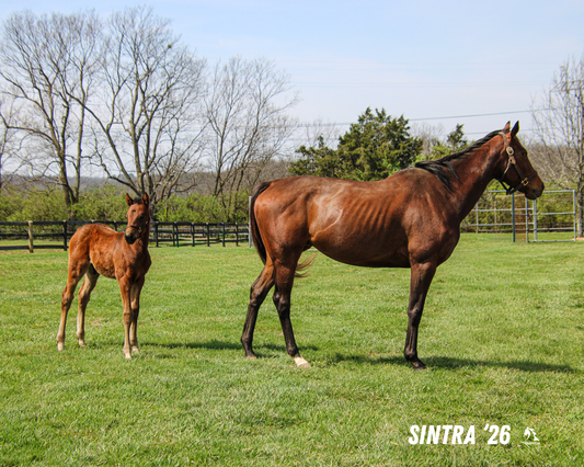 Seize the Grey X Sintra 26' Candid Photo