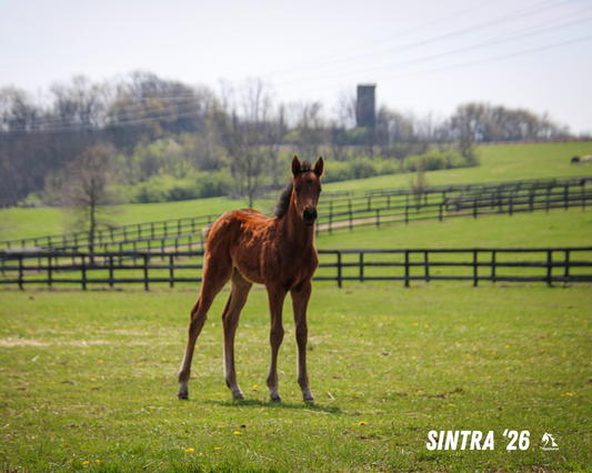 Seize the Grey X Sintra 26' Candid Photo
