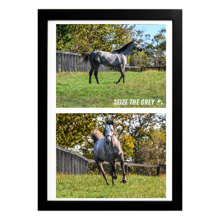 Seize the Grey - Collage