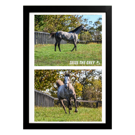 Seize the Grey - Collage