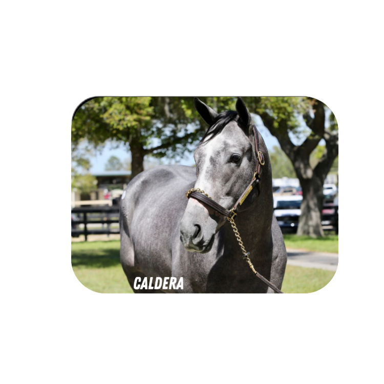 Caldera Rectangular Magnet
