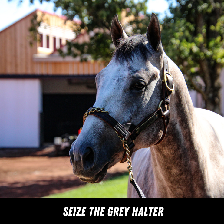 Seize the Grey Worn Halter