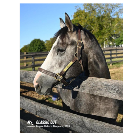 Classic Cut Stable Portrait