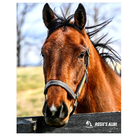 Rosie's Alibi Stable Portrait