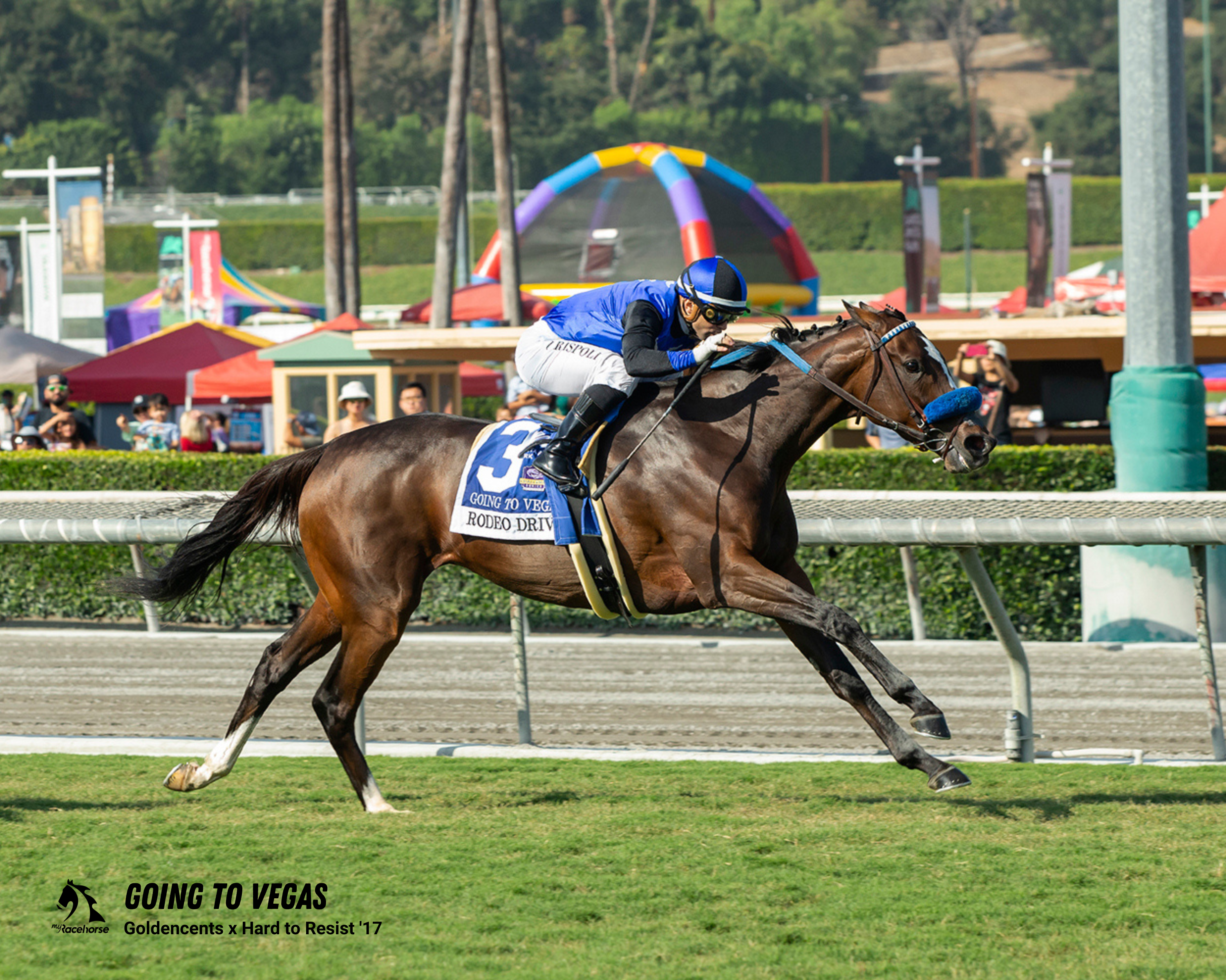 Going to Vegas Finish Line - Rodeo Drive – MyRacehorse Shop