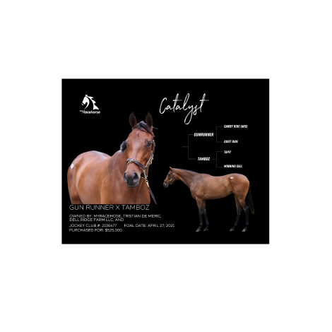 Catalyst Owner Photo – MyRacehorse Shop
