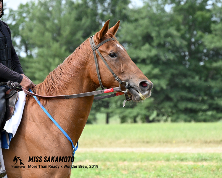 Miss Sakamoto Photo - Portrait