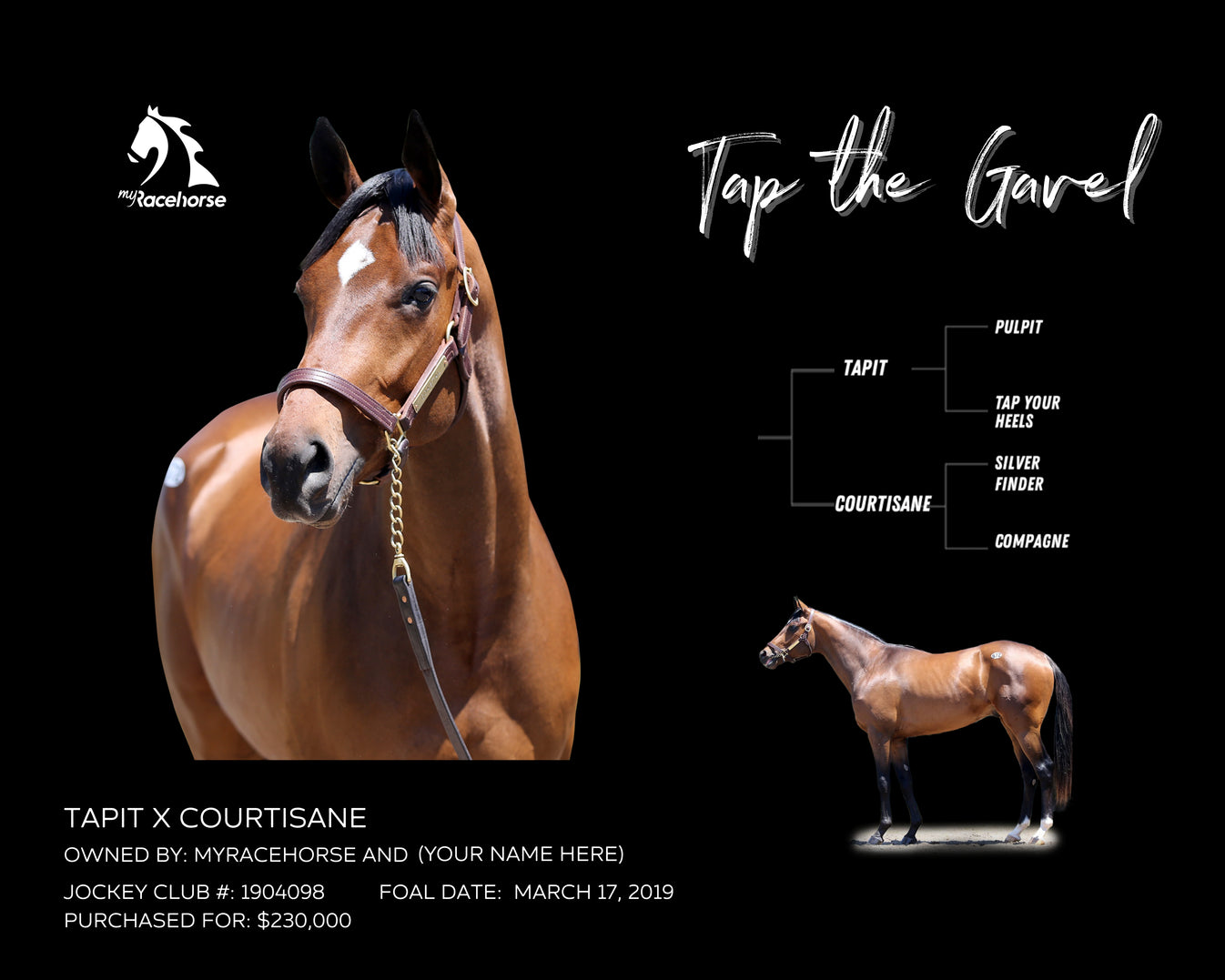 Tap the Gavel Custom Owner Photo MyRacehorse Shop